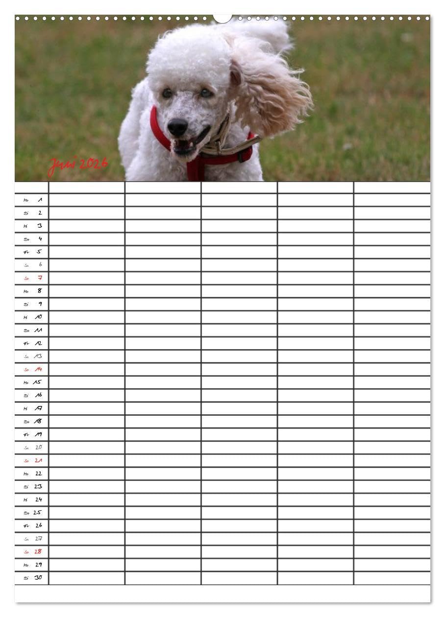 Der Pudel-Familienplaner (Wandkalender 2026 DIN A2 hoch), CALVENDO Monatskalender: Der Pudel-Kalender für die ganze Familie (CALVENDO Tiere)