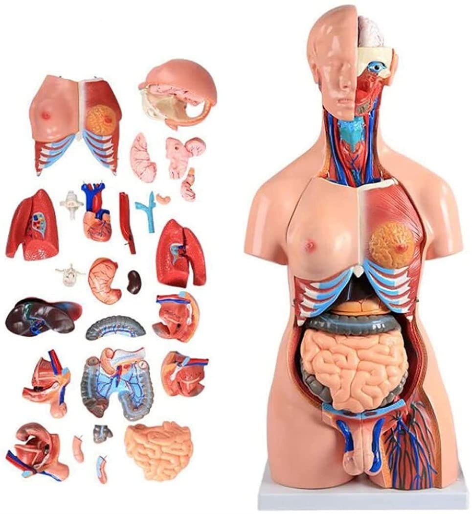 Amazon.com: EHVYBDX Torso Anatomical Model Can Be Detached 21Pcs