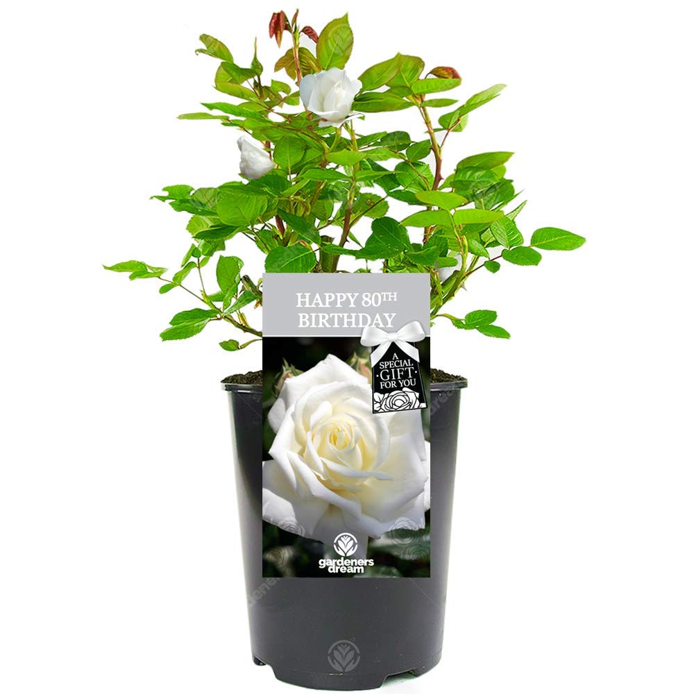 Happy Birthday Rose - 80th Birthday Gift - Make Their Special Day Memorable with a Beautiful Living Rose