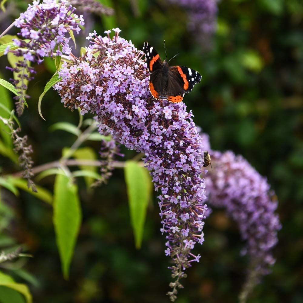 Buddleja davidii Wisteria Lane Hardy Garden Shrub Easy to Grow Your Own 9cm Pot x 1, x 2, x 3 By Thompson and Morgan (3)