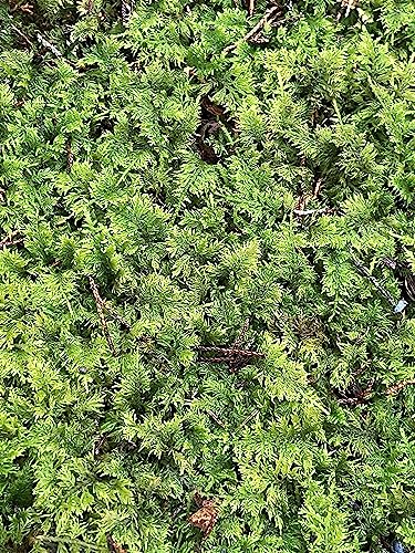 Living Mixed Moss Perfect for terrariums, Bonsai and kokedamas 9'x12' Sheet