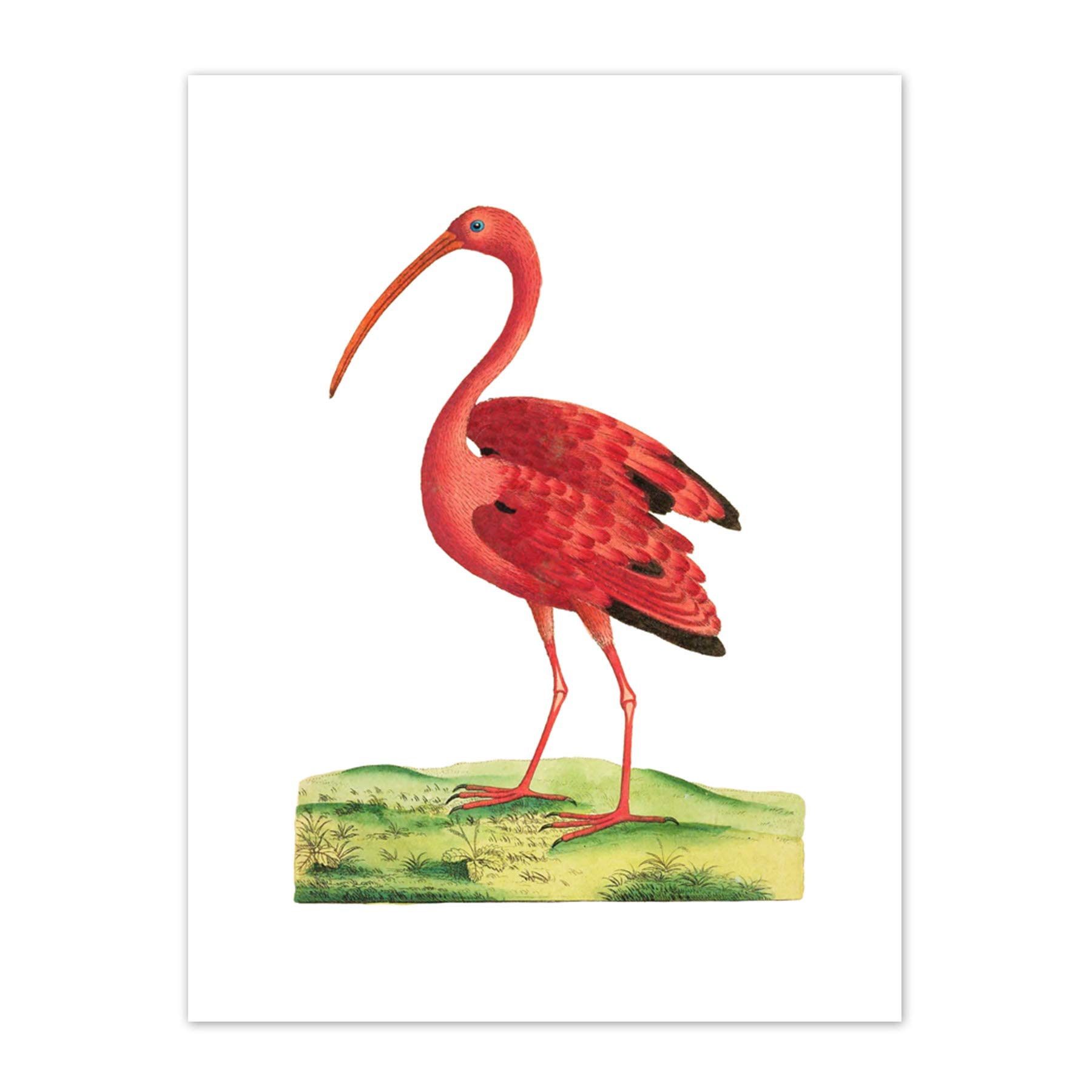 Bird Scarlet Ibis Art Print Canvas Premium Wall Decor Poster