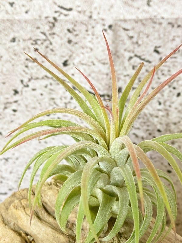 Amazon.co.jp: Frontier Plantsチランジアイオナンタルブラ T