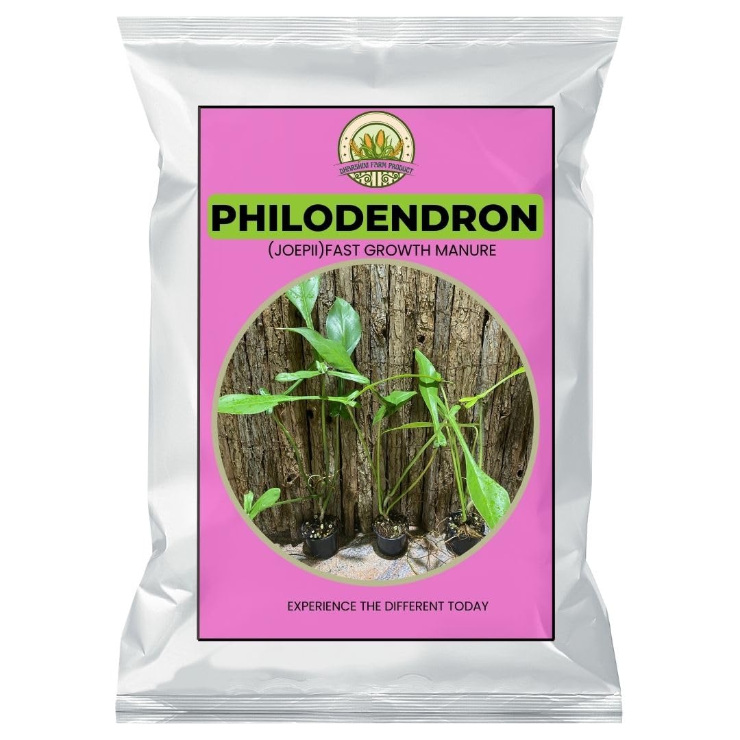 1 KG PHILODENDRON PLANT FERTILIZER | The Resilient Beauty | Air Purifier Live Indoor Plant for Living Room, Table, Bedroom & Office Home Decoration | House Warming | Sign of Luck-image-33