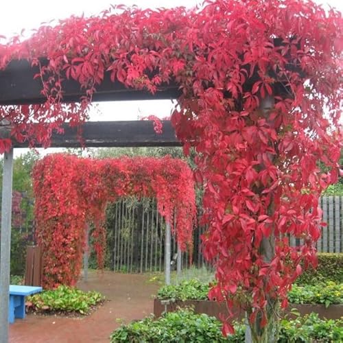 3 x selbstklimmender Mauerwein 'Engelmannii' - 3-er set Wilder Wein (Parthenocissus quinquefolia 'Engelmannii') - Rot, Schnellwachsend und Winterhart | 3 x 1.5 Liter Topf