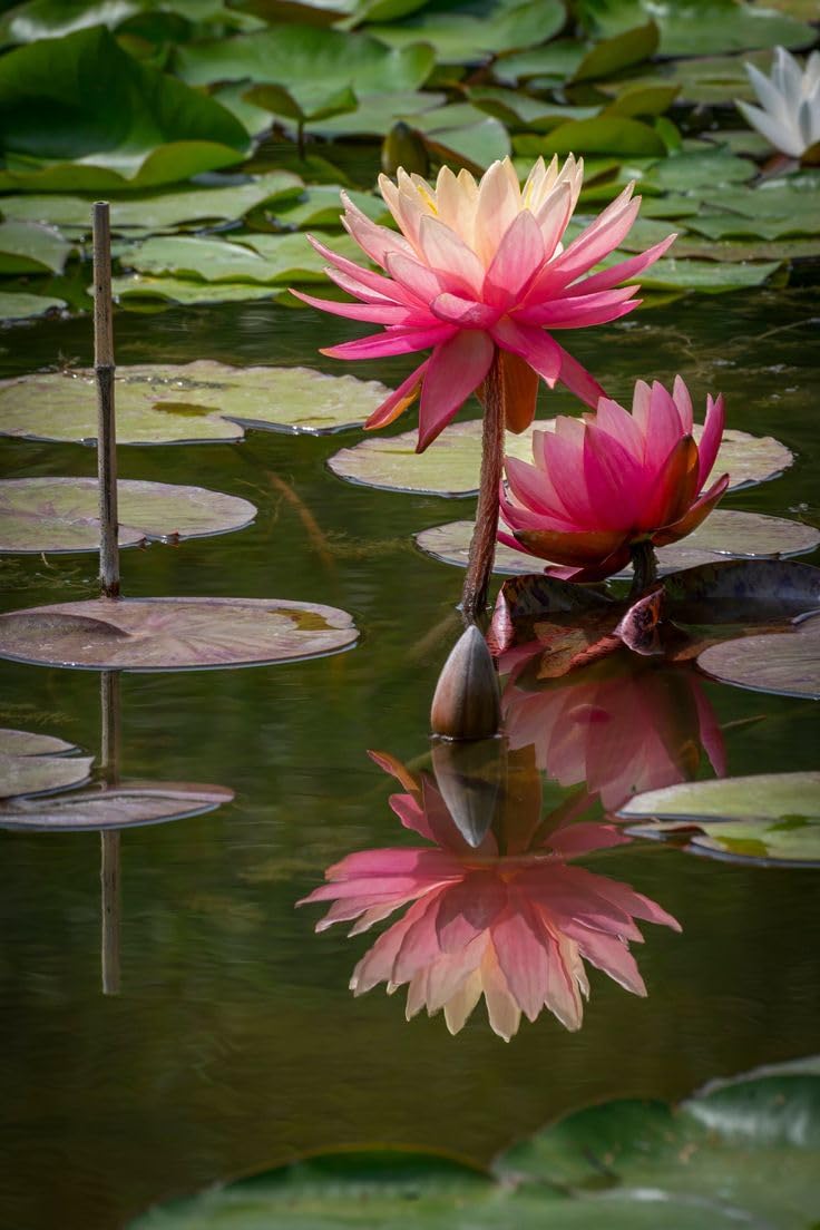 Gebdinsh Garden® Imported Lotus/Water Lily Flower Seeds For Gardening | Pack Of 20 Seeds (White With Pink) (B0D9MC816F) Amazon Price History, Amazon Price Tracker