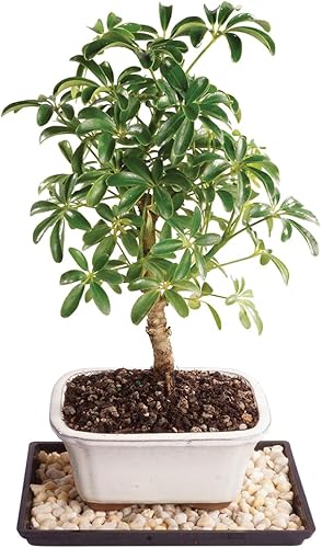 Brussel's Bonsai Live Hawaiian Umbrella Árbol Bonsái - Pequeño, 3 años, 4 a 7 pulgadas de alto - Árbol bonsái de interior con maceta para bonsái y