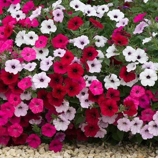 Petunia Mix Flower Seeds (30 Seeds Pack) Fragrant Flowering Plants Seeds for Home Gardening | Natural and Real Planting Seeds for Indoor Home Decor | Summer Flowering Seeds for Lawn (B0BZDQL7D3) Amazon Price History, Amazon Price Tracker