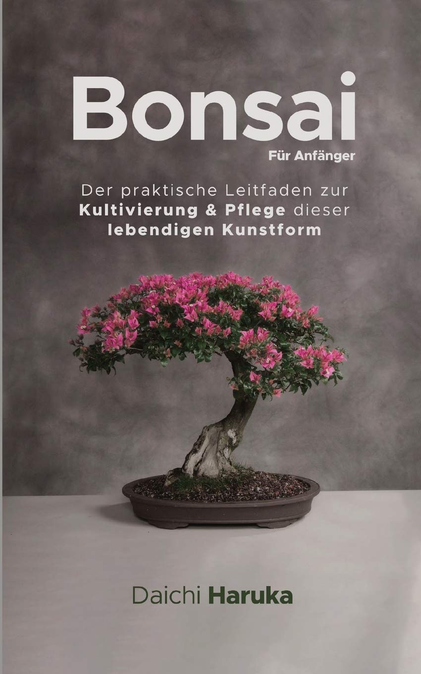 bonsai pompon 34 Year Old Japanese Black Pine Pom Pom Specimen Bonsai Tree