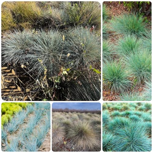 semillas de festuca azul - césped ornamental - semillas de bonsái Plantas en crecimiento semillas de césped semillas de plantas Decoración de jardín para exteriores decoración de otoño 100pcs