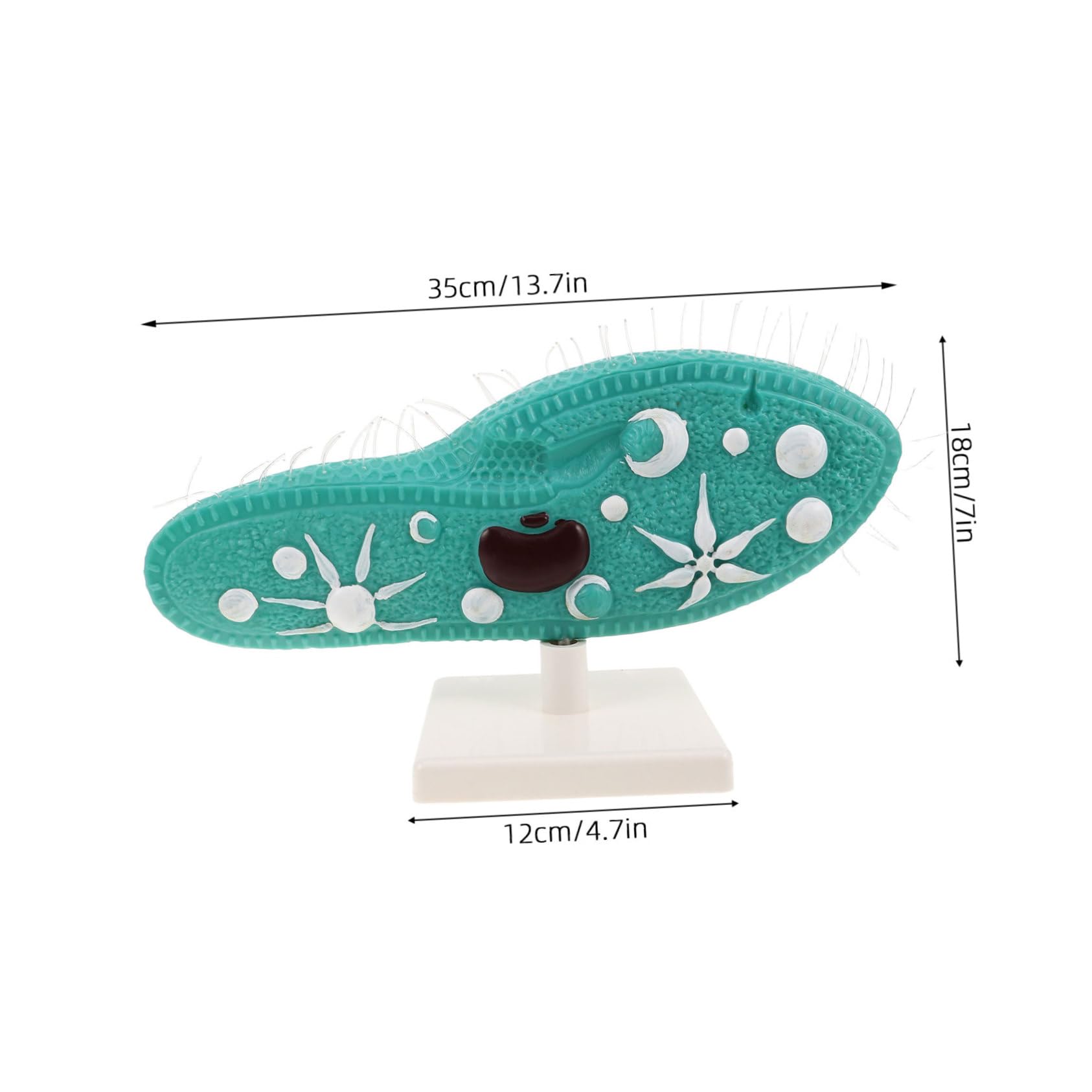 BESPORTBLE Paramecio Supporto Stabile per Laboratori Scolastici Didattico Biologia per Esperimenti Scientifici e Studio Microscopico