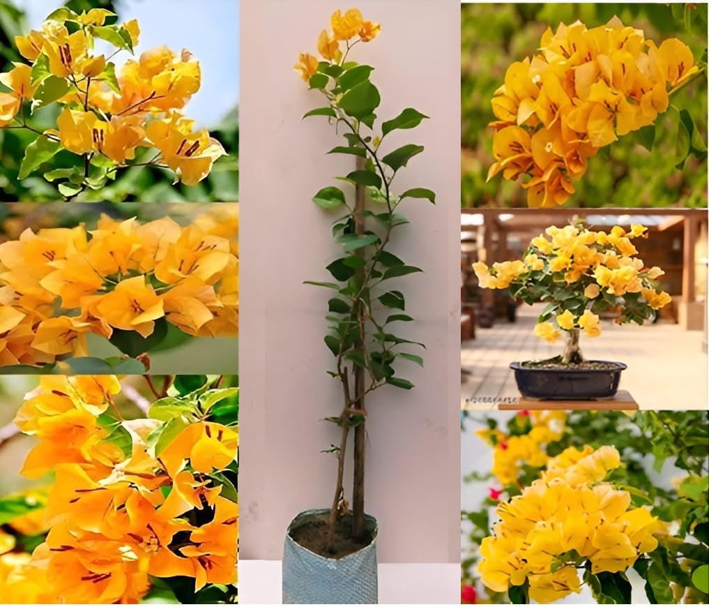 See full amazon price history chart for Oxiflora"Rare Dwarf Yellow Bougainvillea Spectabilis Colorful Live Plant"Hybrid - 1 Healthy Live Decorative Flowering Plant 1-1.5 Ft Height in Nursery Grow Bag for Home Garden Oxiflora"Rare Dwarf Yellow Bougainvillea Spectabilis Colorful Live Plant"Hybrid - 1 Healthy Live Decorative Flowering Plant 1-1.5 Ft Height in Nursery Grow Bag for Home Garden (B0C7P67JQ7) Amazon Price History, Amazon Price Tracker