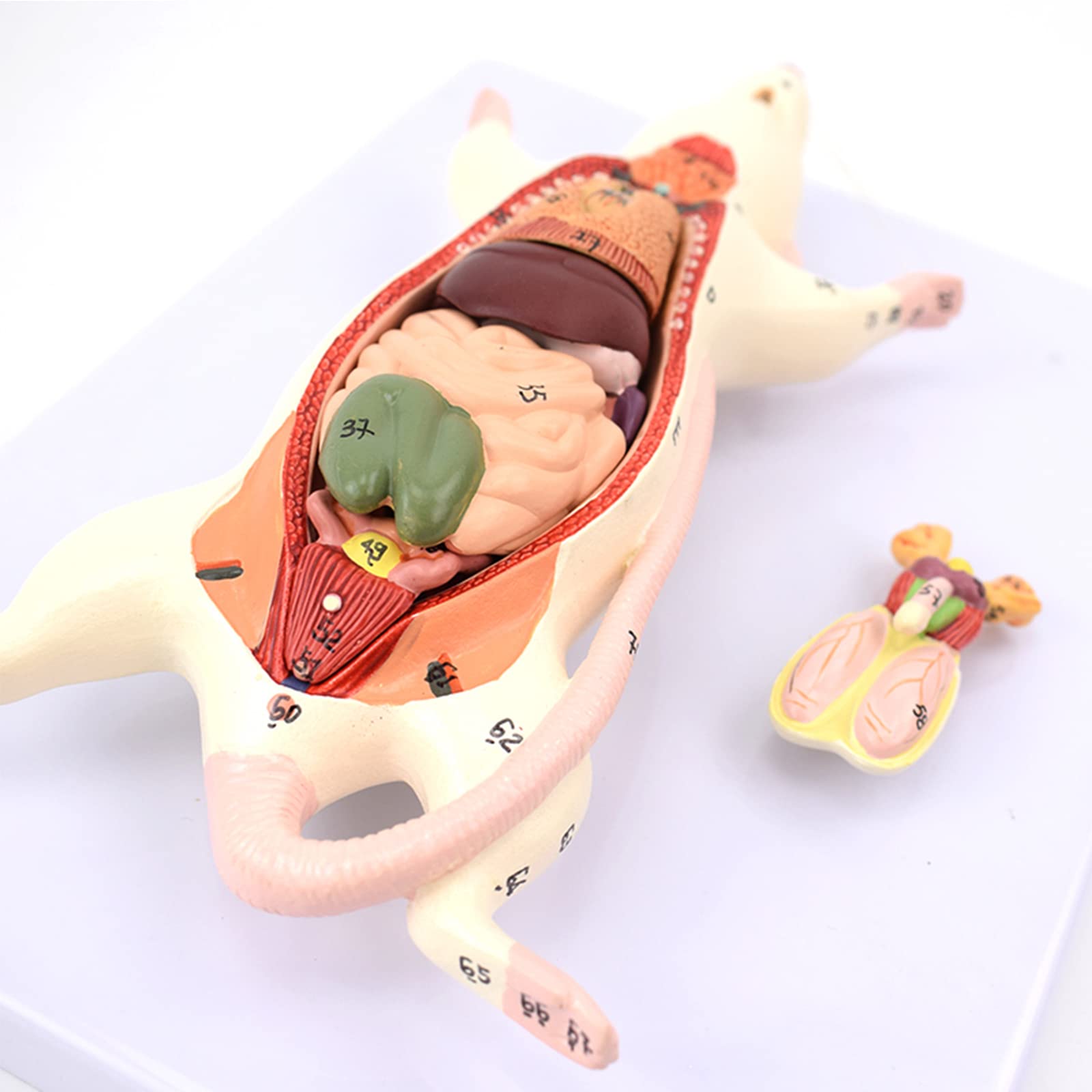 Modele dydaktyczne z zakresu biologii, Model struktury anatomicznej narządów myszy – model obserwacji wyglądu i anatomii wewnętrznej