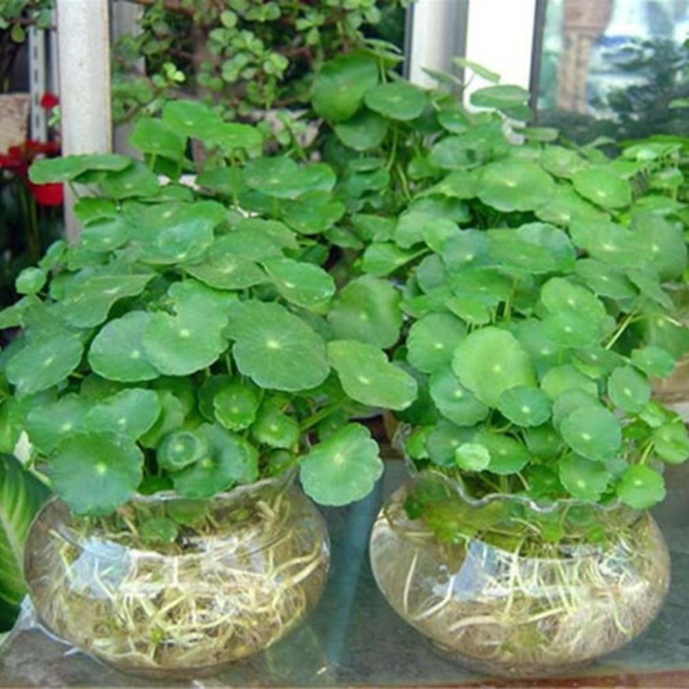 50 pièces Dichondra Pistia graines jardin étang plante piscine Aquarium réservoir décor jardinage cadeau pour hommes, femmes, enfants Graines de Dichondre
