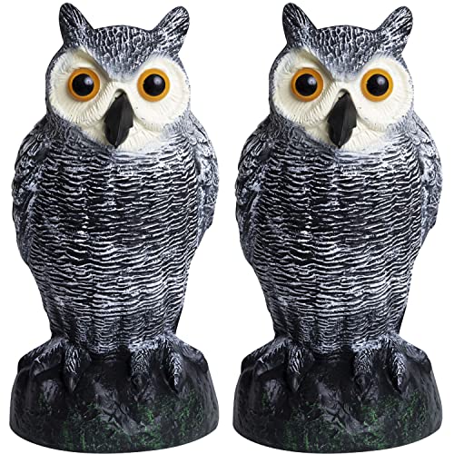 Galashield tNE fRC |点 | vX`bÑtNE | &AEghAptNE [2Zbg]