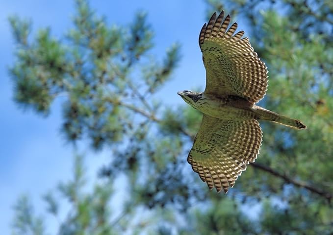 Amazon Co Jp 絵画風 壁紙ポスター はがせるシール式 クマタカ 角鷹 熊鷹 タカ 鷹 Hawk 鳥 キャラクロ Bhwk 003a1 A1版 0mm 585mm 建築用壁紙 耐候性塗料 ホーム キッチン