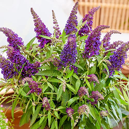 Buddleia Butterfly Candy Little Purple | Outdoor Flowering Dwarf Butterfly Bush | Deciduous Shrub for Patio Garden in Plant Pot (15-30cm Incl. Pot)