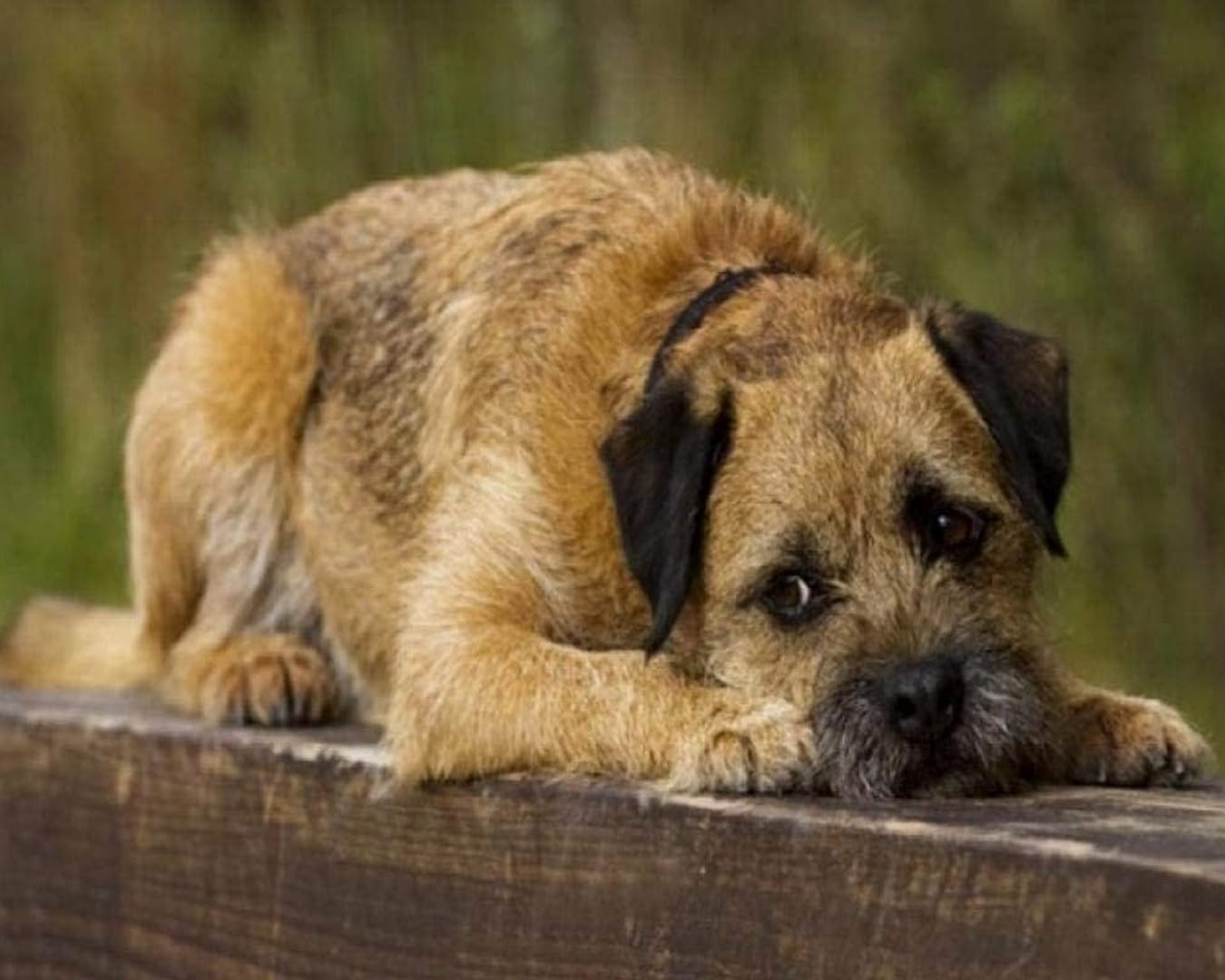 GLTEYACO Embroidery Cross Stitch Kit Border Terrier 11CT Stamped Cross Stitch Kits DIY Adult Beginners for Pre-Printed Needlepoint Crafts 40x50 cm