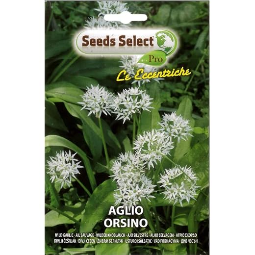 SEMI SEMENTI DI AGLIO ORSINO IN BUSTINA