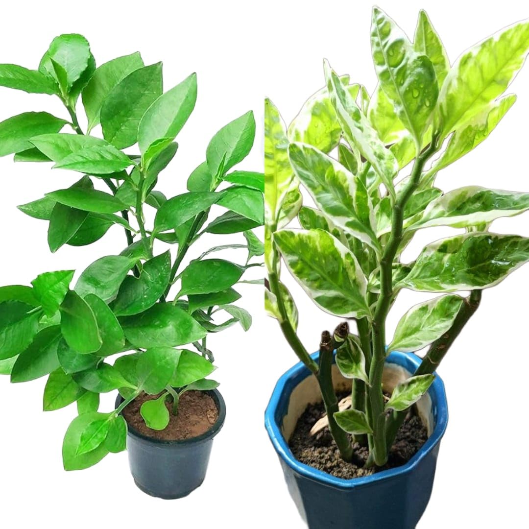 Sumit Greenery Nagdon Medicinal Plant Pack of 2 with Pot SPN-SSEPC (B0CMTFMR6S) Amazon Price History, Amazon Price Tracker