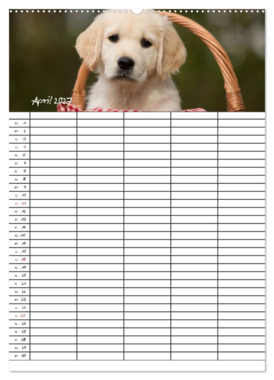CALVENDO - Familienplaner: Golden Retriever Welpen (Wandkalender 2027 DIN A2 hoch), Monatskalender: Dieser Familienplaner mit 5 Spalten wird Ihnen jeden Monat erneut ein Lächeln ins Gesicht zaubern.