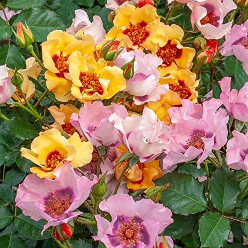Breck's - In Your Eyes Dormant Bare Root Shrub Rose, Includes One Plant Per Order #TOP2