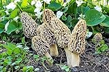 Morello Morel Mushroom Large Sawdust Grow Kit - 100 Grams (Pack of 1) - Easy to Cultivate Prized Mushrooms at Home 25 Gallon