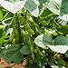 BeSweet 2001 Edamame Bean Seeds - 4 Oz - Non-GMO, Heirloom Be Sweet Soybean Seeds - Soy Vegetable Garden Seeds