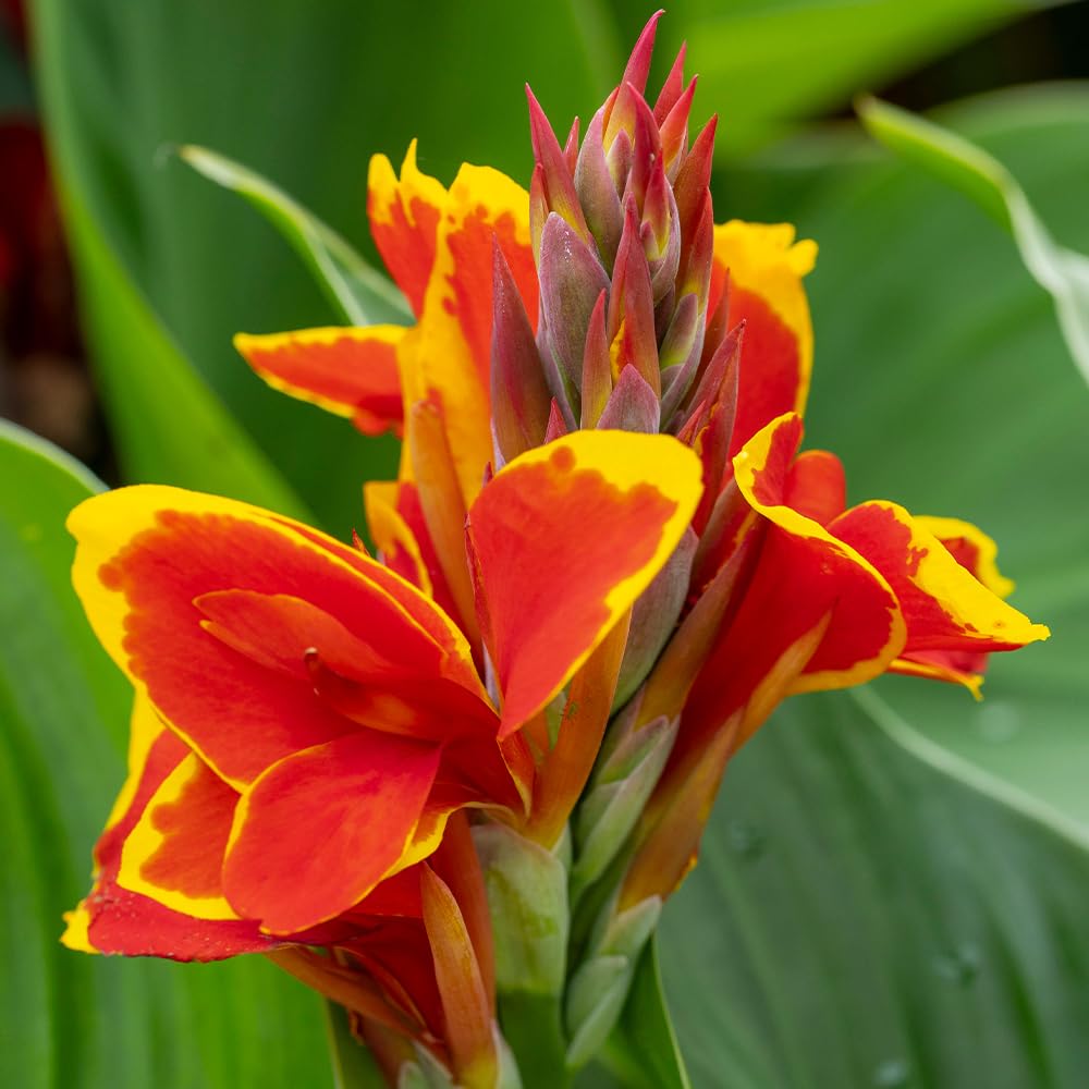 Yougarden Red, Yellow - Canna Lily ‘Red Golden Flame’ Established Plant In 9Cm Pot