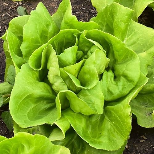 3500 semillas de lechuga Buttercrunch Butterhead para plantar más de 025oz reliquia sin OMG supervivencia de verduras verduras para bebés a granel