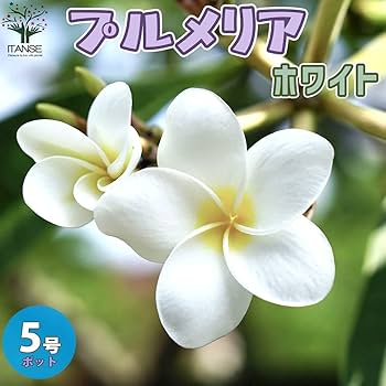 612UwkAqCKL._AC_UF350, 612UwkAqCKL._AC_UF350,