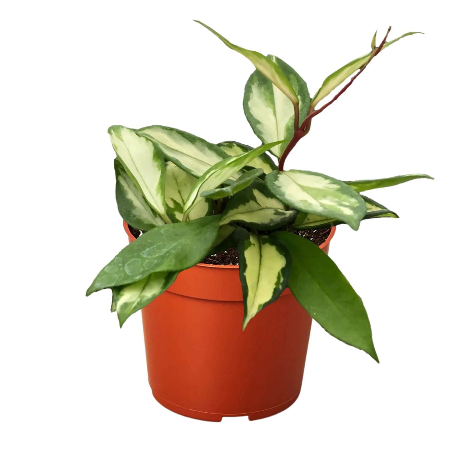 Thirsty Leaves Hoya Carnosa Krimson Princess 4 Pot