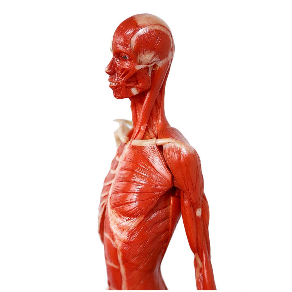 Figurine Anatomique Féminine De 60 Cm (23 Pouces) - Modèle Humain pour Le Dessin - Outil De Référence Médicale Et Artistique - Référence Anatomique pour Artistes