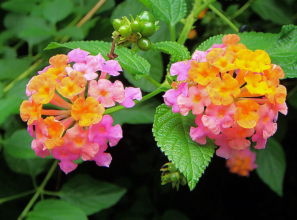 Amazon Com Moccurod Lantana Camara Seeds Garden Ornamental Flower Plant Seeds Multi Colors 30pcs Patio Lawn Garden Amazon Com Moccurod Lantana Camara Seeds Garden Ornamental Flower Plant Seeds Multi Colors 30pcs Patio Lawn Garden