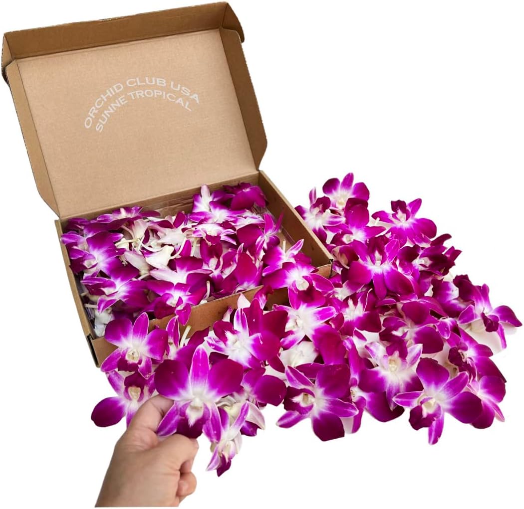 Miami Fresh Orchid Loose Bloom PERISHABLE flowers OrchidClub USA Sunne Tropical DIY lei, food & drink decoration (100 PURPLE)