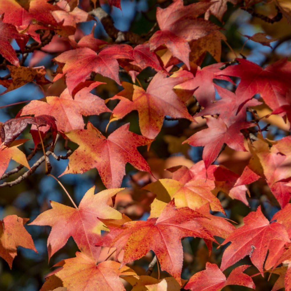 Liquidambar styraciflua - Stunning Autumn Colors with Star-Shaped Leaves and Unique Fragrant Bark – Hardy Deciduous Tree for Gardens - Supplied as 1X or 2X 12cm Pot by Thompson and Morgan