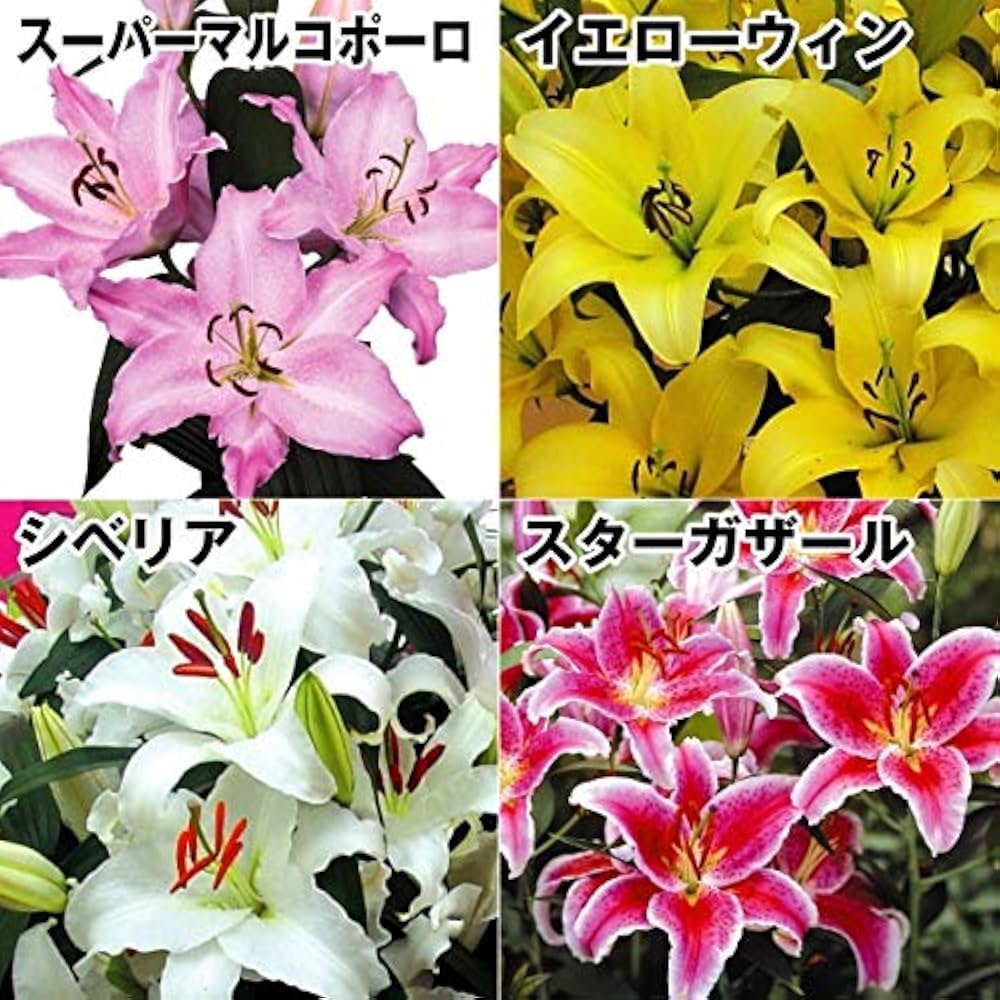 ＮＡＯ　ユリ球根　15球 国華園オンラインショップ / 花ユリ