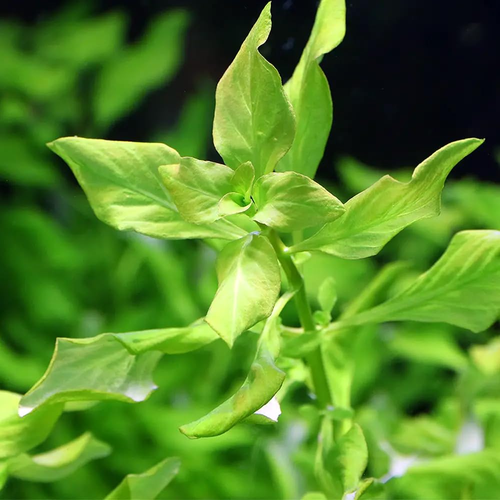 ルドヴィジアレペンス　水中葉30本 Amazon.co.jp: （水草）ルドウィジア レペンス グリーン（水中葉）（無