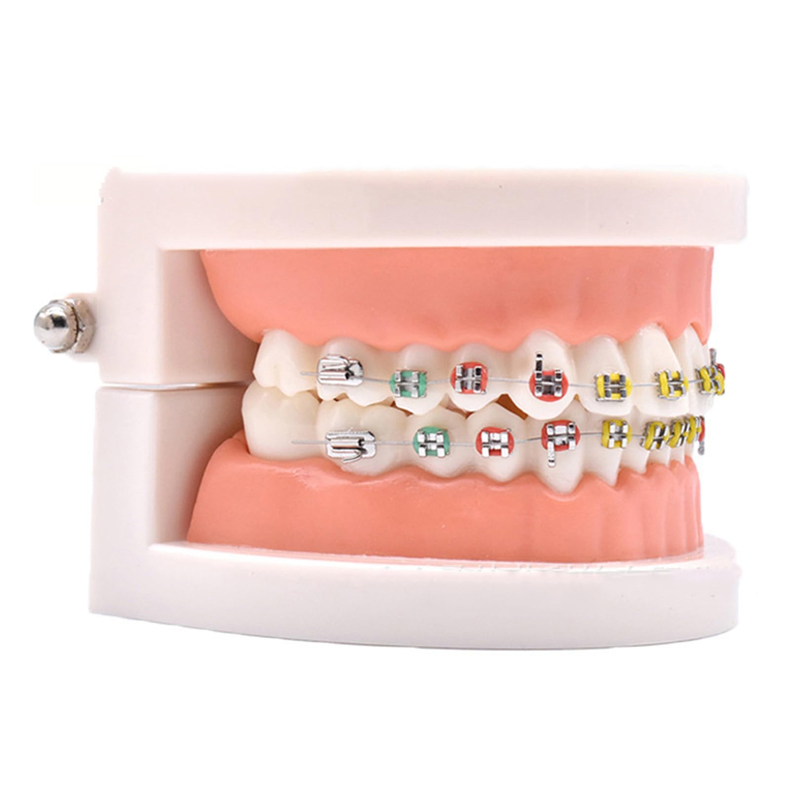 Modello dimostrativo ortodontico Dentale con Attacco Metallico Standard per Il Trattamento dei Denti, Modello di insegnamento, Studio e spiegazione