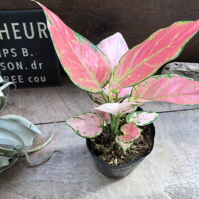 超希少❗️アグラオネマパールオブタイランド新葉展開中✨️ Amazon.co.jp: PLANCHU 観葉植物 アグラオネマ ナイトスパーク 5