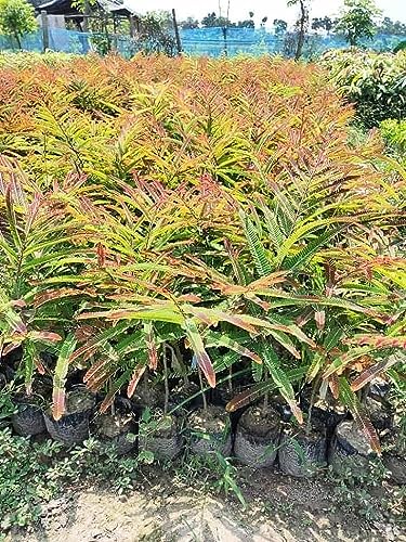 Image of Golden Bloom Thai Grafted Red Amla Fruit Plant And Tree
