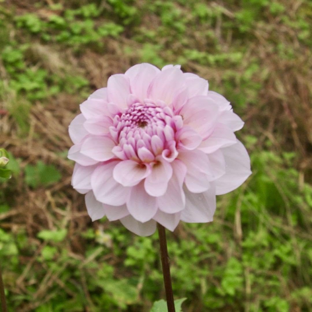 Amazon.co.jp: ダリア球根 桜貝 1球 : DIY・工具・ガーデン