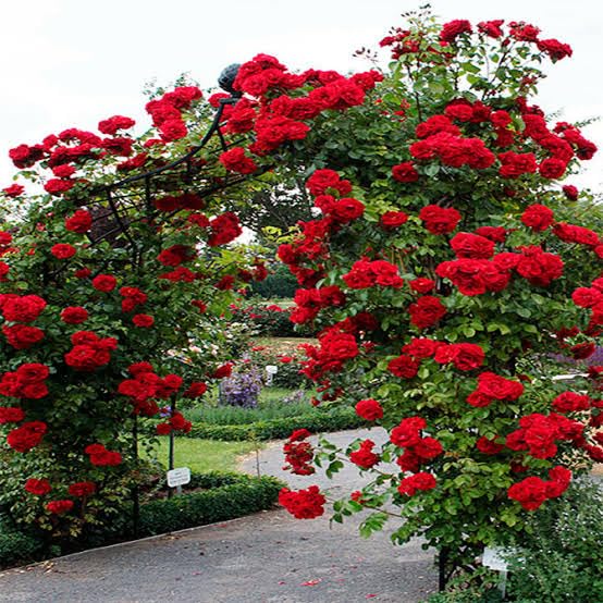SJ STOCKS Live Red Rose Flower Plant I Rare Climbing Creeper Plant I With Growbag (Pack Of 1 Plant) (B082SYMSMP) Amazon Price History, Amazon Price Tracker