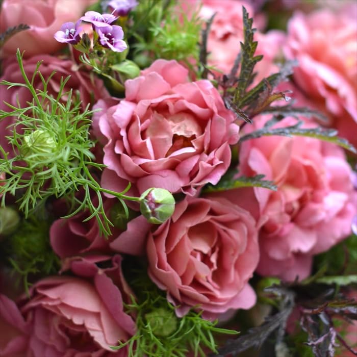 Amazon.co.jp: 予約販売 バラ 苗 バラ 新苗 河本バラ園 グロッグ 品種