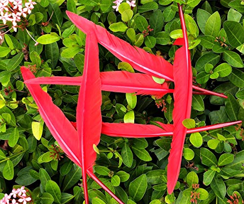 Lwingflyer 25Pcs Red Long Goose Feathers 10-12 Inch For Crafts Diy Wedding Party Home Decorations Accessories Pen Feathers #TOP2