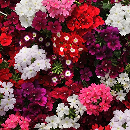 Urban Turtle Verbena Flower Seeds Multi Colour, Hanging Plants For Home Garden,Flower Seeds, Plant Seeds For All Seasons By Urban Turtle (B097CZTYKP) Amazon Price History, Amazon Price Tracker
