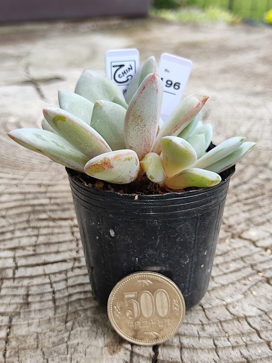 Amazon.co.jp: てっちん多肉植物エケベリア『ドイツシャンペン