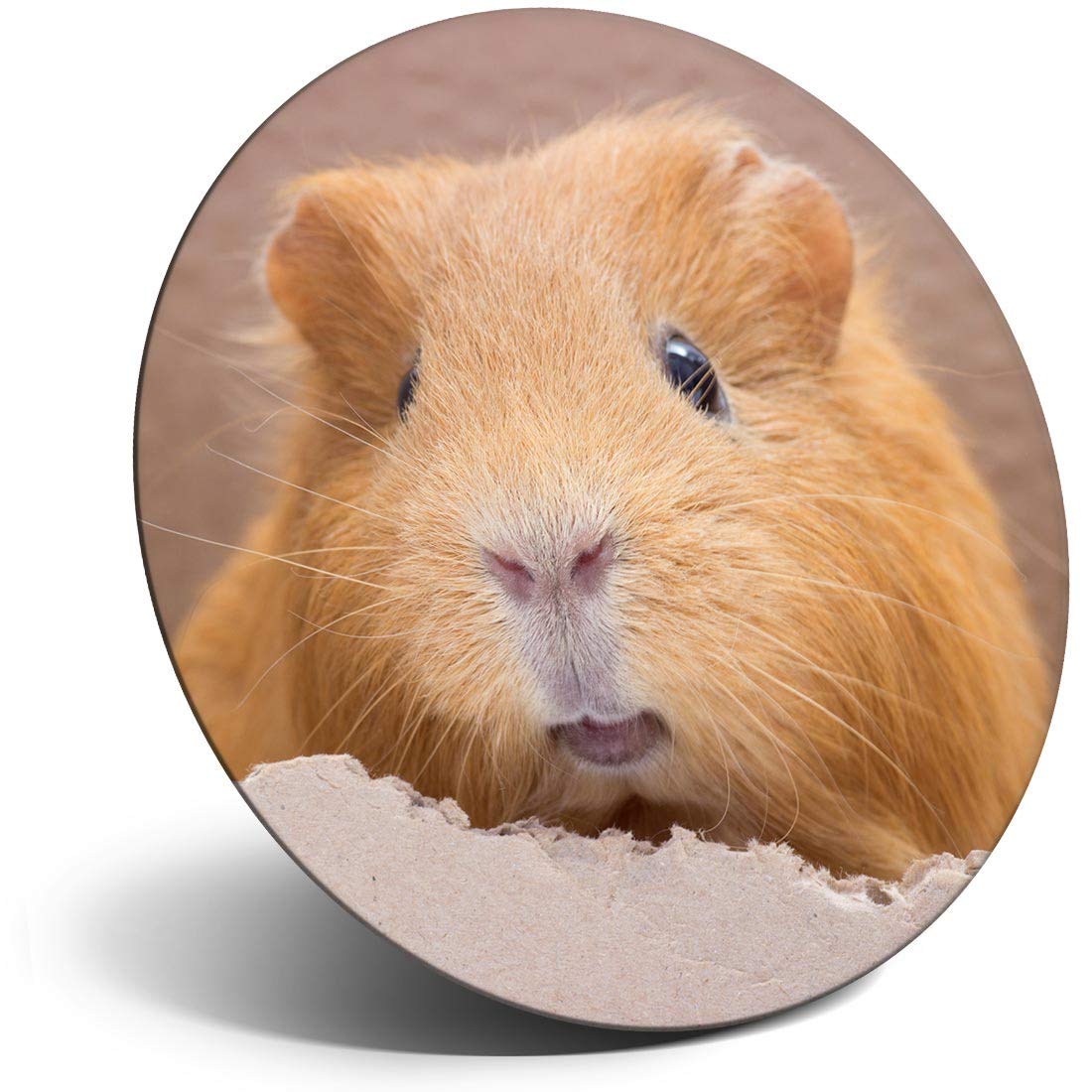 Destination Vinyl Ltd Magnet For Refrigerator, Fridge - Ginger Guinea Pig Pet For Office, Cabinet And Whiteboard, Magnetic Stickers, 45154