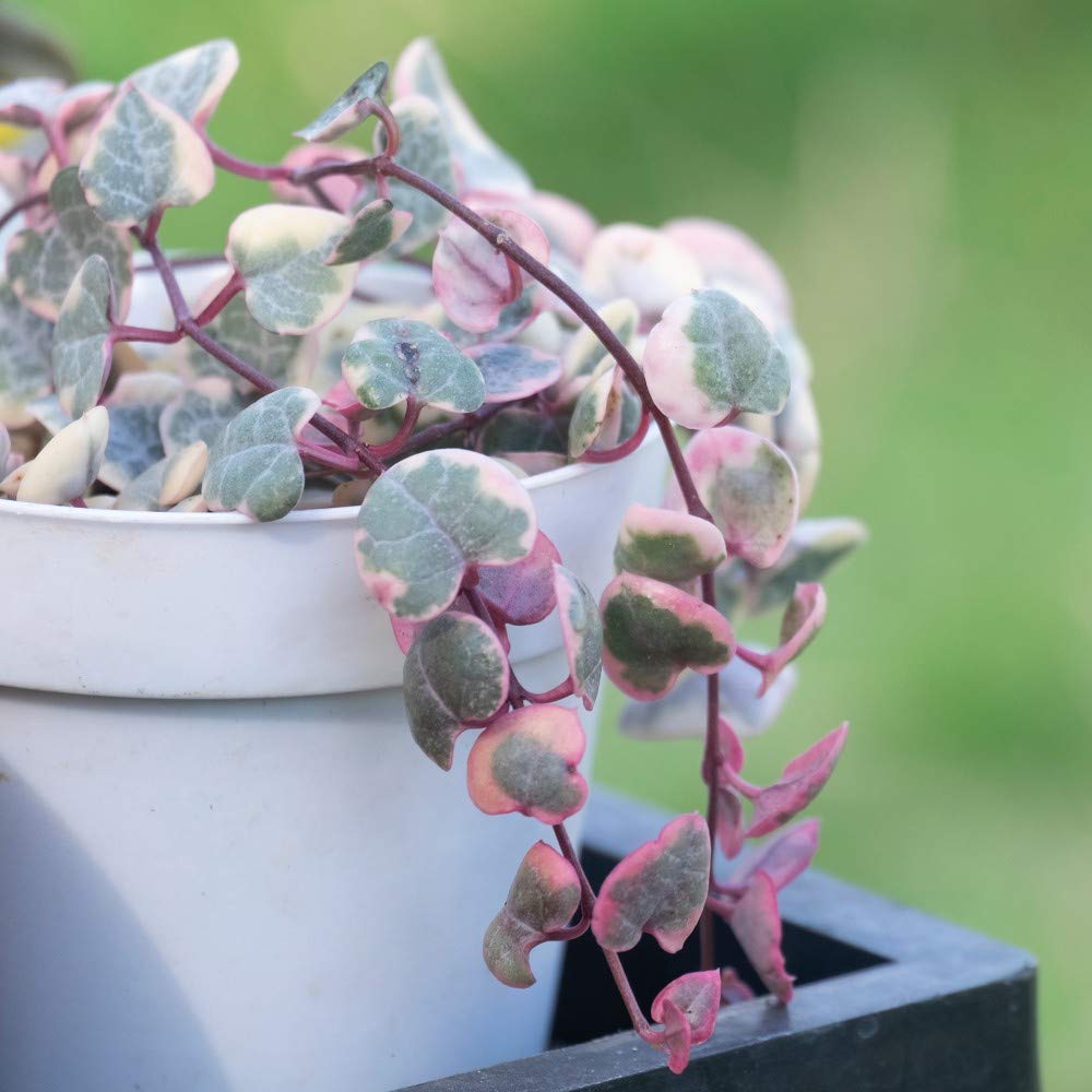 String of Hearts Variegated Indoor House Plants Succulent Hanging