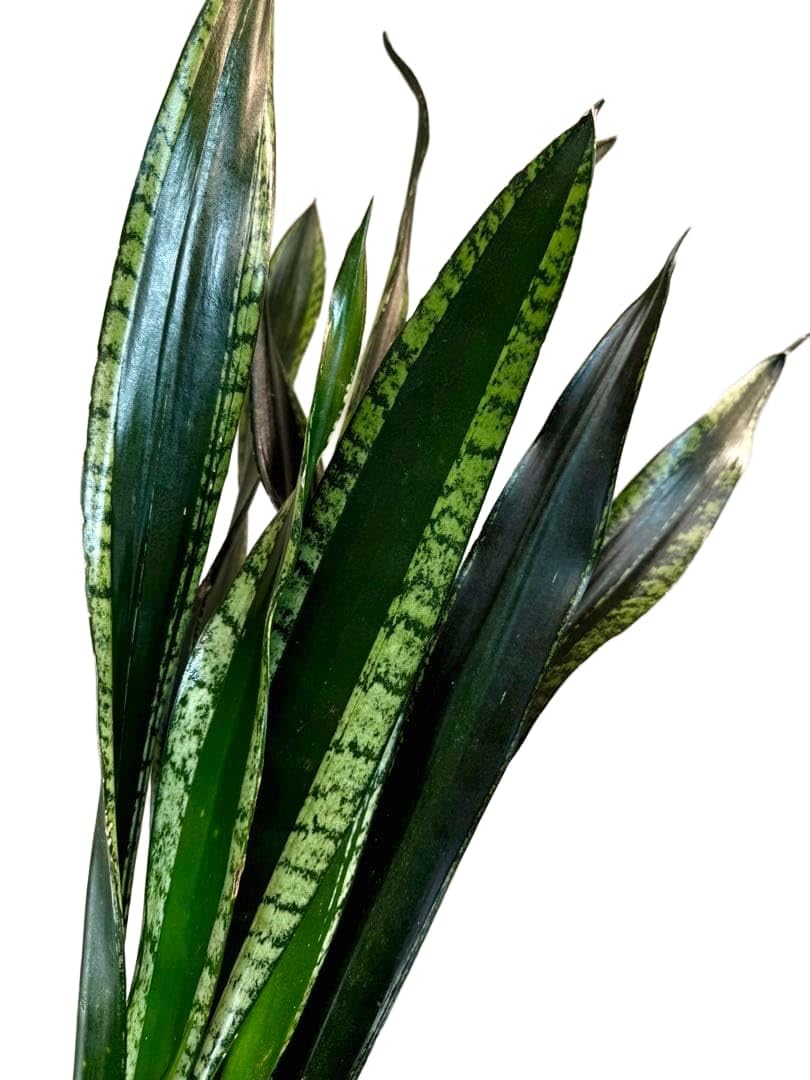Amazon｜サンスベリア ブラックタイガー 観葉植物｜観葉植物